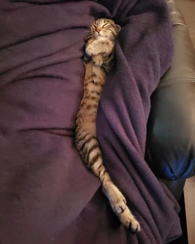 一只虎斑小猫在紫色毯子上睡得正香，身体被拉得异常纤长，前爪交叉抱在胸前，双眼紧闭，露出粉嫩的鼻头和放松的胡须。猫咪的条纹毛发在柔软的紫色毯子衬托下格外清晰，整体姿势像一条慵懒的小蛇，画面温馨又充满萌感。