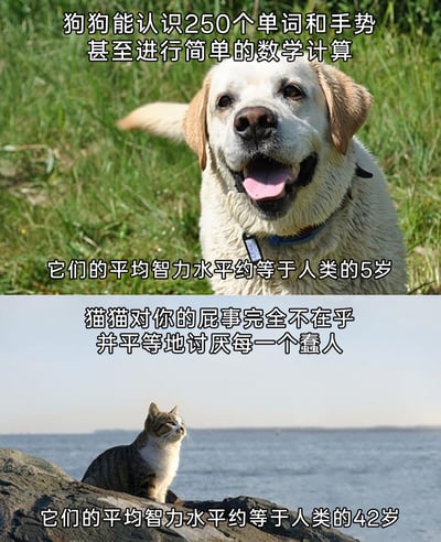 这是一张上下拼接的搞笑梗图，上半部分是一只坐在草地上的拉布拉多犬，它吐着舌头，表情看起来开心兴奋，配文介绍狗狗的能力与智力：能认识250个单词和手势，甚至可以进行简单的数学计算，平均智力水平约等于人类的5岁，塑造出狗狗聪明、热情的形象；下半部分是一只坐在水边岩石上的狸花猫，它抬着头看向远方，表情傲娇冷淡，配文则调侃猫猫的高冷傲娇：完全不在乎主人的琐事，还平等地讨厌每一个蠢人，同时标注其平均智力水平约等于人类的42岁，通过猫狗在智力描述和性格表现上的强烈反差，制造出幽默效果，契合大众对猫狗的普遍刻板印象。