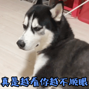 哈士奇越看越不顺眼表情包