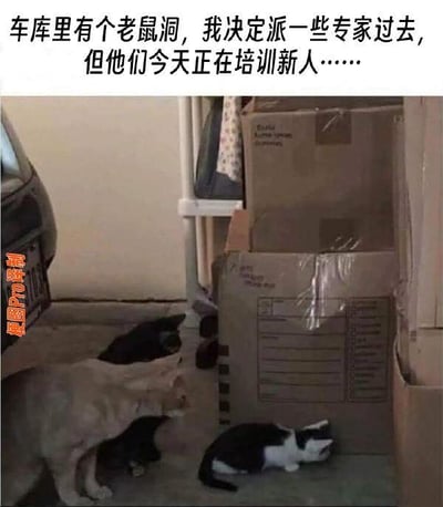 这是一张图文混排的宠物搞笑梗图，上方配文写着「车库里有个老鼠洞，我决定派一些专家过去，但他们今天正在培训新人……」。画面呈现的是真实的车库场景，一只橘猫如同「抓老鼠专家」，带着几只小猫聚集在纸箱（模拟老鼠洞）附近，有的小猫趴在纸箱边，有的在橘猫身旁，仿佛正在接受抓老鼠的技能培训。图中用拟人化的手法，将猫咪天生抓老鼠的属性和职场培训场景结合，制造出诙谐搞笑的效果，让日常的宠物画面变得趣味十足。
