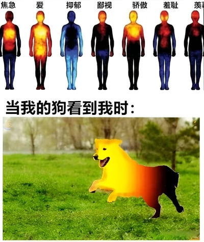 图片上半部分展示七个不同情绪的人体热成像示意图，从左到右分别标注“焦急”“爱”“抑郁”“鄙视”“骄傲”“羞耻”“羡慕”，每个情绪对应不同的颜色分布（如“爱”呈现胸口和腹部明亮的橙黄色）。下半部分配有文字“当我的狗看到我时：”，下方是一张黄色狗狗在绿色草地上奔跑的照片，狗狗身体被编辑成与“爱”情绪相同的明亮橙黄色，幽默地表现出狗狗见到主人时极度兴奋和充满爱意的状态。