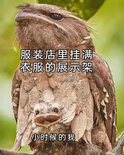 这是一张改编自野生鸟类摄影的趣味梗图，主体是一只成年蟆口鸱和躲在它腹部下方的幼鸟。图中通过文字标注玩梗，将外形酷似挂满衣物的展示架的成年蟆口鸱标注为“服装店里挂满衣服的展示架”，把从亲鸟下方探出头的幼鸟标注为“小时候的我”，生动还原了许多人童年时躲在服装店衣架下面的有趣经历，能够引发大众对童年生活的共鸣。