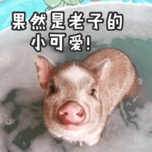 泡澡小猪萌照配文：果然是老子的小可爱！