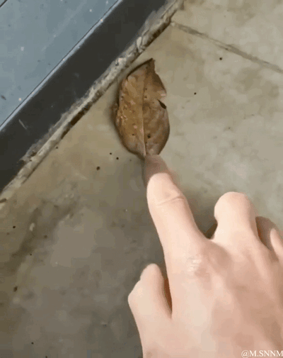 这是一个利用视觉错位效果制作的动态GIF图，画面中一只手的食指指向地面角落的枯叶，通过拍摄角度的巧妙搭配，让树叶看起来像是“咬”在了手指上，营造出逼真又搞笑的错觉效果，没有双关、谐音梗等额外隐含内容，单纯是趣味视觉小创意。