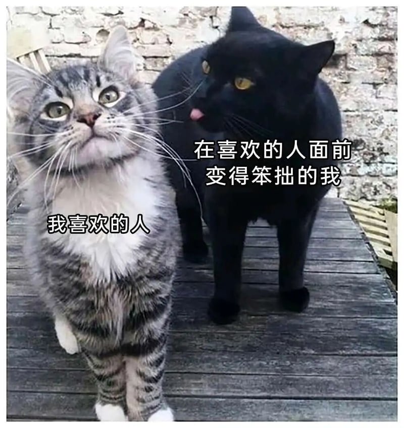 灰白虎斑猫