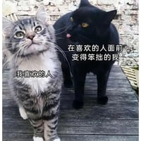 灰白虎斑猫