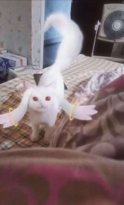 一只白色的猫咪站在铺着格子床单的床上，背景中可以看到一个电风扇。这张真实猫咪的照片被用图片编辑软件进行了创意修改，给猫咪添加了超大的兔耳朵、红色的眼睛、带有金色光环的粉色小翅膀，以及一条看起来异常长的尾巴，营造出一种奇幻生物的效果。