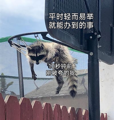 这是一张引发情绪共鸣的搞笑梗图，画面主体是一只姿态狼狈的浣熊，它四肢悬空挂在篮球框的绳结上，看起来无法顺利脱身，神态窘迫慌张。图中搭配了两行文字，上方文字“平时轻而易举就能办到的事”，下方文字“10秒钟前刚被夸的我”，用浣熊的窘境来比喻生活中刚被他人夸赞后，面对原本轻松完成的事情却突然出现状况的自己，精准戳中了那种被表扬后压力倍增，反而搞砸简单事的尴尬心境，生动又诙谐地呈现了这种日常窘迫瞬间。