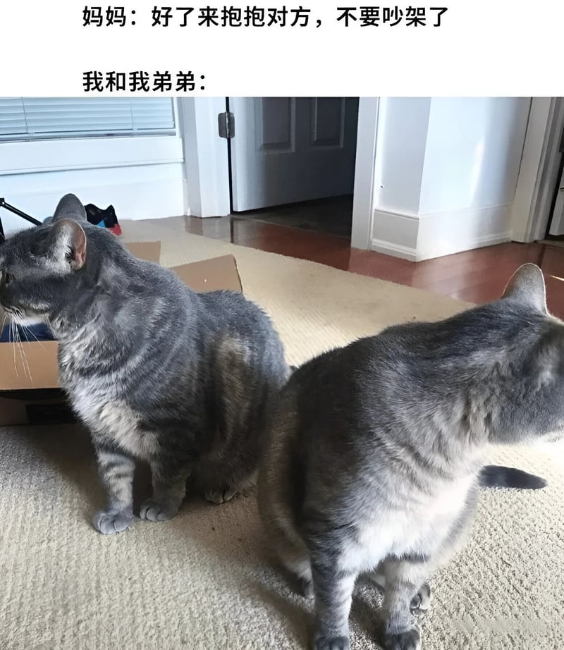 灰色虎斑猫