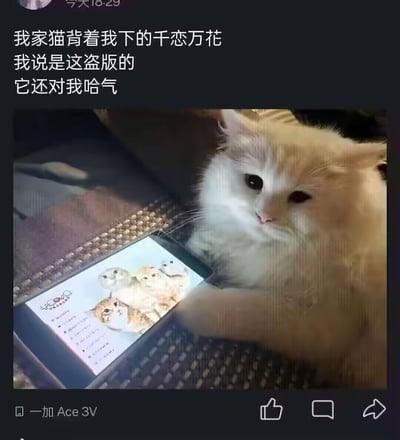 社交媒体帖子截图，上方文字描述用户称自家猫咪偷偷下载了游戏《千恋万花》，被指盗版后还对人哈气的趣事。下方配图为一只白色猫咪趴在智能手机旁，手机屏幕显示多张猫咪图片，整体营造出幽默可爱的氛围，将猫咪拟人化，表现出宠物调皮的一面。