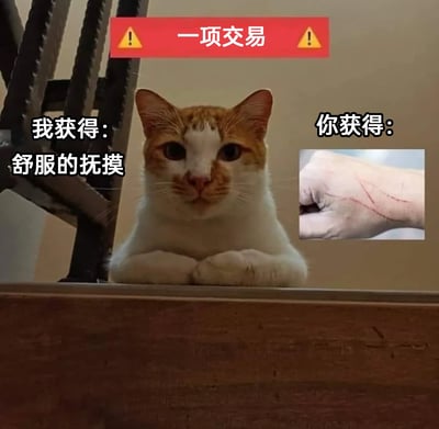这是一张趣味养宠梗图，顶部有红色背景搭配黄色警示图标的标题“一项交易”。画面主体是一只白橘相间的猫咪，它双爪搭在台面上，表情一本正经地趴着。图中用文字和图片标注了这场“交易”的双方所得：猫咪获得“舒服的抚摸”，而人类则获得手部被抓伤的结果，用这种反差感调侃了铲屎官撸猫时经常被猫咪抓伤的真实日常，充满搞笑和共鸣感。
