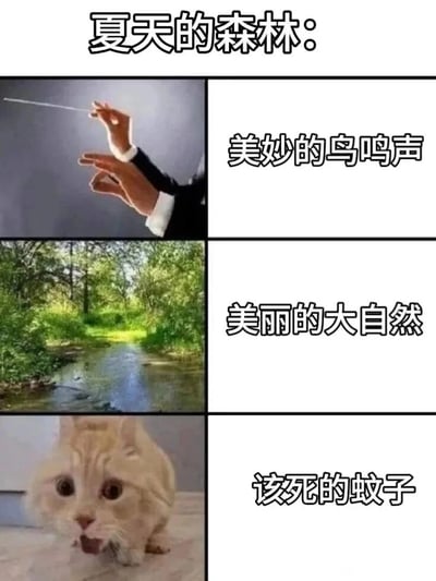 这是一张三格梗图，标题为'夏天的森林：'。第一格展示指挥家的手，配文'美妙的鸟鸣声'；第二格展示美丽的森林景色，配文'美丽的大自然'；第三格展示一只表情震惊的猫，配文'该死的蚊子'。通过对比展现夏天森林的美好与烦恼。