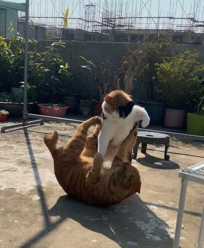 在阳光明媚的露天水泥露台上，一只橘色大猫惬意地躺在地面，用两只前爪将一只白棕黑三色的小猫高高举到空中，仿佛在和小猫玩“举高高”的游戏，互动画面十分温馨有趣。背景中摆放着多盆绿植，远处可见建筑施工的脚手架，阳光在地面投下清晰的影子，整体氛围轻松治愈，充满了宠物日常的鲜活感。