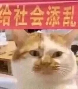 这是一张经过P图改编的表情素材图，主体是一只橘白相间的网红猫咪，它耷拉着眼皮，面部表情无奈又带着沮丧愧疚感，仿佛在为自己的行为认错。图片顶部覆盖着红色背景的白色文字“给社会添乱”，将猫咪的低落表情与文字内容相结合，营造出一种自嘲式的搞笑氛围，适合用于表达自己觉得给他人或集体添麻烦后的愧疚与调侃，或是用于打趣他人的场景。