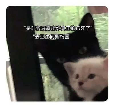 这是一张趣味宠物梗图，画面中一只黑猫躲在白猫身后，搭配的拟人化配文模拟了黑帮大佬吩咐小弟的语气，先是说“是时候展露出你真正的爪牙了”，紧接着安排任务“去卫生间撕纸圈”，将猫咪撕卫生纸的调皮日常拟人化，用反差感制造出搞笑效果，把猫咪的调皮行为赋予了“执行任务”的趣味设定，适合用来调侃宠物调皮，或者表达想做些小调皮事的心情。