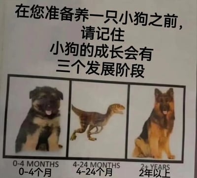 这是一张幽默风格的宠物主题梗图，上方配有文字'在您准备养一只小狗之前，请记住小狗的成长会有三个发展阶段'。图片主体分为三个横向排列的板块，分别标注了不同成长时期：左侧是0-4个月的小狗（德国牧羊犬幼犬，表情可爱，吐着舌头），中间是4-24个月的阶段，却用一只奔跑的恐龙替代了小狗，右侧是2年以上的成年德国牧羊犬（坐姿端正，吐舌微笑）。通过中间阶段的恐龙形象，夸张调侃了小狗在青春期（4-24个月）可能出现的调皮、精力旺盛如同'小恐龙'般的状态，制造出反差萌的搞笑效果。