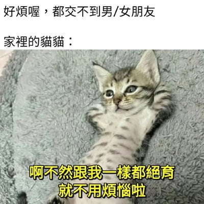 这是一张充满趣味的图文结合梗图，上方文字呈现出主人的日常烦恼：“好烦喔，都交不到男/女朋友”，紧接着标注“家裡的貓貓：”，搭配一张仰面躺在灰色毛绒垫子上的狸花小奶猫照片。照片里的小奶猫眼神无辜，两只前爪抬起放在脸颊附近，姿态软萌，下方配文以猫咪的视角给出了一个另类的“解决方案”：“啊不然跟我一样都绝育就不用烦恼啦”。整幅图用幽默的反差感，调侃了当代年轻人的脱单焦虑，结合宠物的可爱形象，让原本的烦恼话题变得轻松搞笑，容易引发网友共鸣。