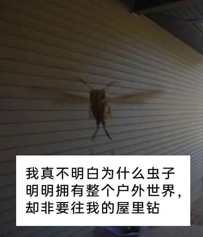 这是一张原始实拍的横版照片，画面中一只蜂类昆虫停在带有横向波纹的外墙上，翅膀因挥动呈现模糊状态。图片下方添加了白色背景的吐槽文字：“我真不明白为什么虫子明明拥有整个户外世界，却非要往我的屋里钻”，精准表达了拍摄者对虫子总闯入室内的无奈与困惑，是对生活中小烦恼的真实抒发。