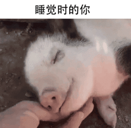 睡觉时的你：像小猪一样安详