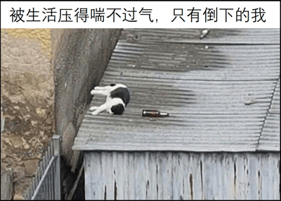 一张展示生活压力的梗图，图片上方有文字“被生活压得喘不过气，只有倒下的我”，下方是一只黑白相间的猫躺在波纹铁皮屋顶上，旁边放着一个棕色的瓶子，猫的姿势看起来非常放松，仿佛被生活压垮而倒下。这种将动物行为拟人化的表现方式，幽默地表达了现代人面对生活压力时的疲惫与无奈。