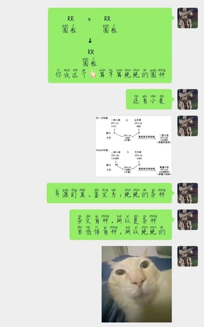 这是一段社交聊天软件的截图，发送者结合高中生物知识点玩梗：首先展示RR圆粒豌豆自交的遗传图解，利用“圆粒”谐音“圆种”，调侃这是“纯纯的圆种”；接着放出普通小麦的起源进化示意图，将异源多倍体小麦调侃为“纯纯的杂种”，并解释因为小麦是杂交育种而来所以是“杂种”，结合单倍体育种的特点说它“纯纯的”，最后配上一张眼神疑惑的猫咪表情包，把严肃的生物知识点用趣味谐音梗包装，显得诙谐搞笑。