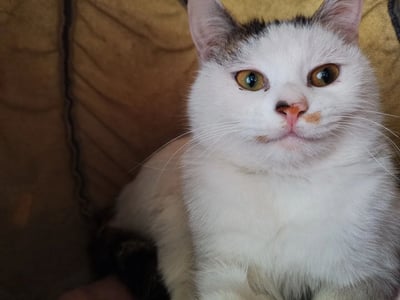 这是一张近距离拍摄的宠物猫照片，猫咪主体为蓬松的白色毛发，耳朵边缘、鼻子旁分布着浅棕色斑块，耳朵内侧呈淡粉色。它睁着澄澈的琥珀色眼睛，眼神平静地看向斜上方，修长洁白的胡须自然舒展，正安静地趴在带有缝线纹理的棕黄色软质表面（疑似沙发或靠垫）上，姿态放松，神态温顺呆萌，尽显宠物的慵懒可爱。