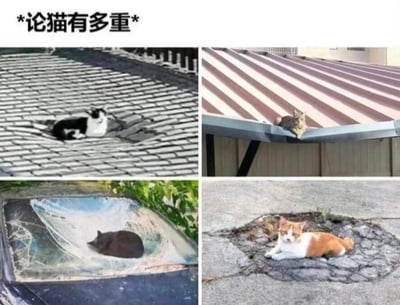 这是一张四格拼接的搞笑宠物梗图，标题为“论猫有多重”，通过视觉错位和夸张的场景制造幽默效果：左上的黑白猫趴在瓦片屋顶上，屋顶的凹陷和猫身形契合，仿佛是被猫压坏；右上的虎斑猫趴在彩钢屋檐边缘，屋檐向下弯折，仿佛被猫的重量压变形；左下的黑猫趴在严重凹陷破裂的汽车天窗里，仿佛是猫压坏了天窗；右下的橘白猫趴在路面的破损凹陷处，凹陷形状和猫一致，仿佛是猫把路面压出了坑。整张图用四个趣味场景，调侃猫咪体重过重，利用视觉反差让观众产生“猫重到能压坏坚硬物体”的错觉，十分诙谐有趣。