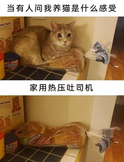 这是一张上下对比的幽默梗图，上方图片显示一只橘色猫咪蜷缩在面包上，瞪大双眼看向镜头；下方图片则只显示同一块面包，没有猫咪。图片通过将猫咪与面包的形状进行类比，用"家用热压吐司机"的文字来幽默地回答"养猫是什么感受"的问题，展现了猫咪喜欢蜷缩成面包状的可爱习性。