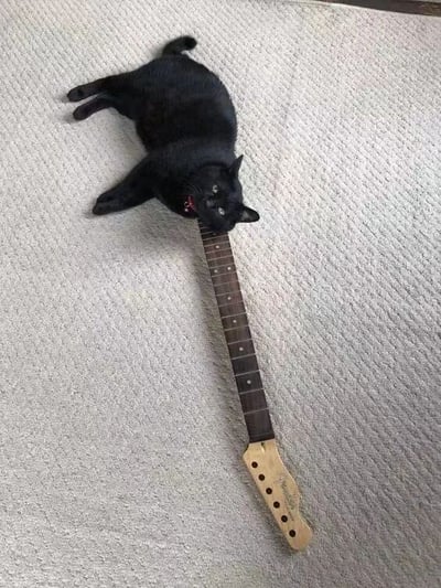 一只纯黑色的猫正以一种滑稽的姿势趴在吉他琴颈上，身体舒展地躺在浅色地毯上。猫咪张着嘴，露出一点舌头，眼神看起来有些俏皮。吉他琴颈从猫的头部下方延伸出来，形成了有趣的视觉效果。