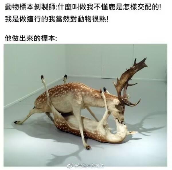 真实动物标本