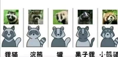 这是一张对比介绍狸猫、浣熊、獾、果子狸、小熊猫等动物的趣味梗图。图片上方通过真实动物照片展示不同动物形态，下方则以Q版卡通形象对每种动物进行简笔描绘，并标注名称。此图常用来表达大众对几个长相相似动物的“傻傻分不清”，充满科普与搞笑气氛，适合用来调侃认动物脸盲的人。

这个梗其实也暗示：现实中很多人分不清这些动物，甚至“狸猫”、“浣熊”等常被错用。

图片没有明显双关、谐音梗，但有轻微暗示（把各种动物画成几乎一个模样，吐槽大家傻傻分不清）。