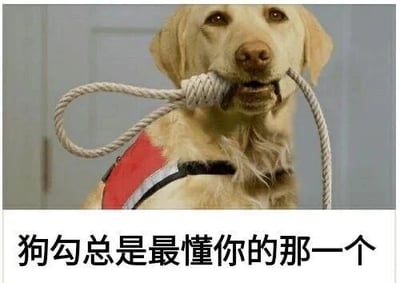 图片主体是一只黄色的拉布拉多犬，它戴着红色和黑色相间的 harness，嘴里叼着一个白色的绳结玩具，眼神温和地注视着前方。图片下方配有文字“狗勾总是最懂你的那一个”，整体营造出狗狗对主人的理解与陪伴的温馨氛围。