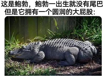 图片上方配有文字介绍：“这是鲍勃，鲍勃一出生就没有尾巴但是它拥有一个圆润的大屁股:”，下方是一张鳄鱼的实拍照片。照片中鳄鱼趴在地面上，周围有绿色的草地和木质栅栏背景，其尾部区域明显缺失，臀部显得格外圆润突出，整体画面展现了这只特殊鳄鱼的外形特征。