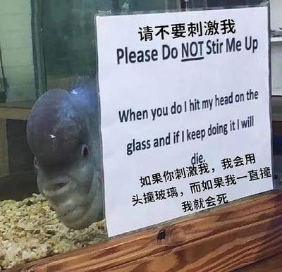 图片中展示了一个鱼缸，里面有一条头部较大的鱼正面对镜头。鱼缸前方放置着一块白色警示牌，上面用中英双语写着：“请不要刺激我 Please Do NOT Stir Me Up When you do I hit my head on the glass and if I keep doing it I will die. 如果你刺激我，我会用头撞玻璃，而如果我一直撞我就会死”。

图片通过拟人化的手法，将警示牌的内容塑造成鱼的“自述”，以幽默的方式提醒人们不要挑衅这条鱼，否则它会因撞玻璃而受伤甚至死亡。鱼的表情看起来较为严肃，与警示牌的警告语气形成有趣的呼应，整体营造出一种荒诞又搞笑的氛围。