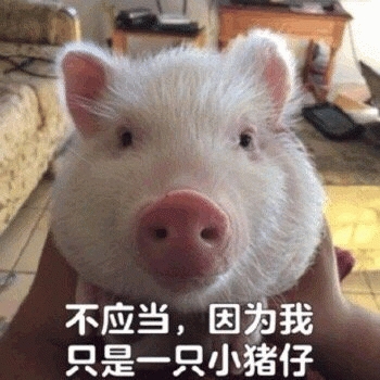 小猪仔的可爱辩解