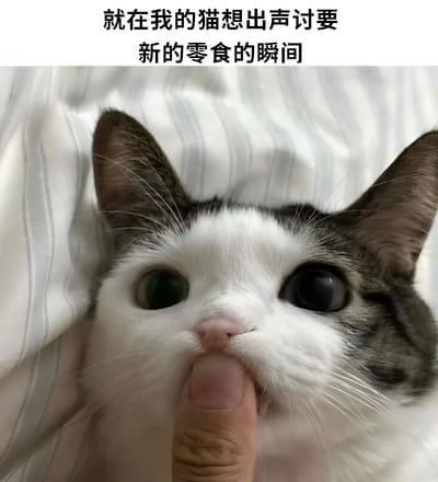 图片展示了一只黑白相间的猫咪特写，它正伸出舌头，眼睛瞪得很大，表情看起来非常惊讶。一只人类手指轻轻触碰着猫咪的舌头。图片上方配有文字：'就在我的猫想出声讨要新的零食的瞬间'，暗示这只猫正要开口要零食时被突然制止的有趣场景。猫咪的耳朵竖起，胡须清晰可见，背景是浅色的条纹布料。