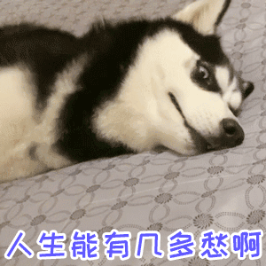 哈士奇躺平叹气：人生能有几多愁啊