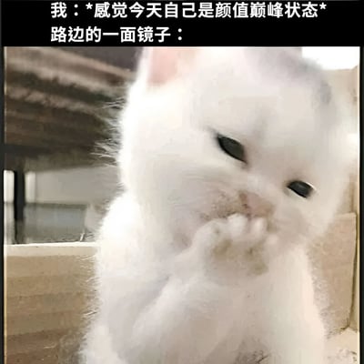 图片上方配有文字“我：*感觉今天自己是颜值巅峰状态* 路边的一面镜子：”，下方是一只白色猫咪的照片。猫咪毛发略显凌乱，正用爪子蹭着脸，表情呆萌，仿佛是镜子中映照出的“真实颜值”，通过文字与猫咪形象的幽默对比，调侃了人们自我感觉良好与现实之间的反差。