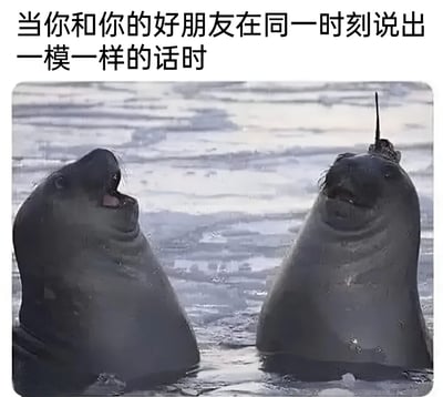 图片上方有文字‘当你和你的好朋友在同一时刻说出一模一样的话时’，下方是两只海象面对面站立、张嘴说话的场景，形象地幽默表现了好朋友之间异口同声的默契瞬间。