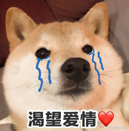 流泪柴犬渴望爱情表情包