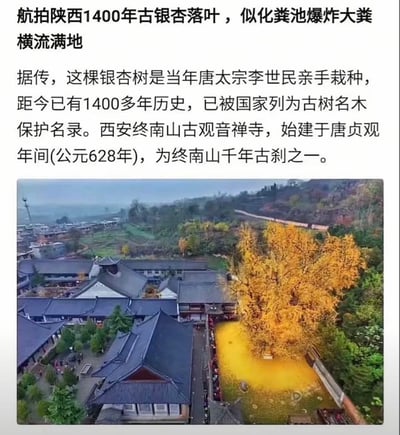 这是一张图文混排的单图，上方为调侃配文，下方为航拍实景图。配文先用粗俗搞笑的比喻形容这棵古银杏的落叶，称满地金黄落叶好似化粪池爆炸后大粪横流满地，随后介绍了背景信息：这棵古银杏树据传是唐太宗李世民亲手栽种，距今已有1400多年，已经被列入国家古树名木保护名录，银杏树位于西安终南山古观音禅寺，该禅寺始建于唐贞观年间，是终南山的千年古刹之一。下方的航拍图展示了古禅寺的中式传统古建筑，巨大的古银杏树长满金黄叶片，树下地面铺满了厚厚的金黄落叶，高空俯瞰下整片区域呈现大面积明黄色，恰好呼应了配文的搞笑比喻。
