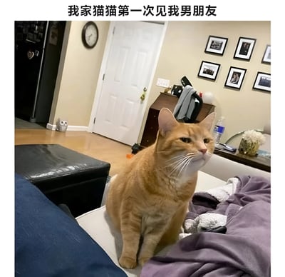 一只橘猫正端坐在沙发上，表情严肃地注视着前方，似乎在审视着初次见面的人。背景是温馨的客厅，墙上挂着时钟和多幅相框，地板是木质的，旁边有黑色的脚凳和紫色的毯子。图片上方配有文字'我家猫猫第一次见我男朋友'，生动展现了猫咪初次见到主人男友时的警惕又好奇的模样。