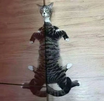 图片中一只虎斑猫躺在浅色木质地板上，通过镜像效果处理，使猫咪身体沿垂直中轴线对称呈现，形成左右完全一致的视觉效果。猫咪眼神平静，四肢自然伸展，对称的花纹和姿势营造出奇妙的视觉趣味。整个画面简洁，仅由猫咪和地板构成，重点突出镜像带来的独特对称美感。