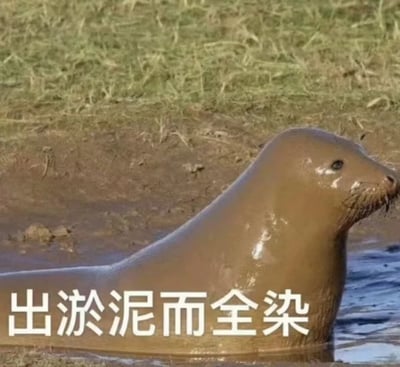 一只全身沾满深褐色泥浆的海豹，正从湿润的泥潭中探起上半身，背景是模糊的绿色草地和水边。海豹的皮肤因沾满泥浆而显得油亮，眼神呆萌地望向一侧，姿态憨态可掬。图片下方覆盖着白色醒目文字“出淤泥而全染”，巧妙化用了周敦颐《爱莲说》中“出淤泥而不染”的经典名句，通过反差形成强烈的幽默效果，调侃海豹在泥潭中完全被染色的状态，充满趣味性。