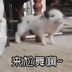 小香猪在线邀舞：来尬舞啊~
