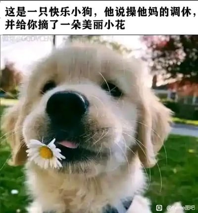 这是一张文字加注类的静态单图，画面主体是一只软萌可爱的金毛幼犬，它的嘴角叼着一朵白色小雏菊，舌头微微吐出，表情天真治愈，背景是户外的草地和树木，氛围清新。图片上方配有文字“这是一只快乐小狗，他说操他妈的调休，并给你摘了一朵美丽小花”，用可爱治愈的动物形象和暴躁直白的吐槽文字形成强烈反差，精准地表达了大众对调休制度的不满情绪，以幽默戏谑的方式宣泄职场中对不合理休息安排的抱怨，容易引发职场人群的情绪共鸣。