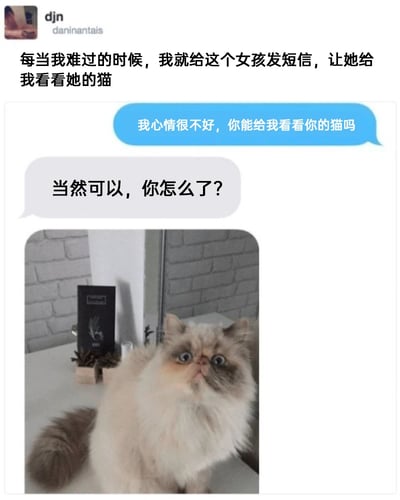 这是一张来自国外社交平台的静态截图，内容分为两部分：顶部是用户djn（账号名daninantais）的分享文案，说明自己在心情低落时，会通过向一位女孩索要猫咪照片的方式来缓解坏情绪；下方是两人的聊天记录界面，心情不佳的一方发送消息“我心情很不好，你能给我看看你的猫吗”，女孩回复关心的话语“当然可以，你怎么了？”并附上了一张长毛猫的照片。照片中的长毛猫有着蓬松的毛发和大大的蓝眼睛，正抬头看向上方，表情惊讶又懵圈，原本用来治愈坏心情的猫咪，却因为这个反差感十足的表情，让场景变得十分搞笑，意外带来了趣味效果。
