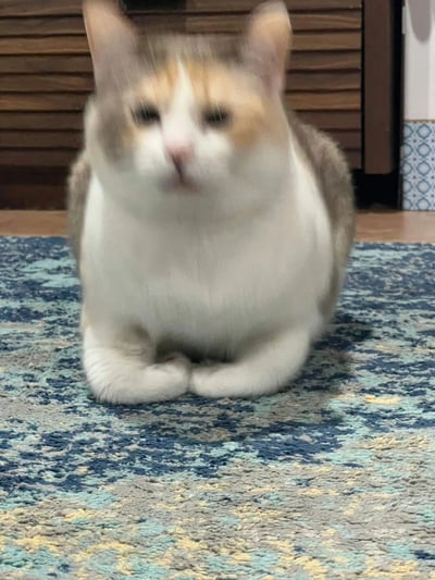 一只橘白相间的猫咪正坐在蓝色花纹地毯上，由于拍摄时的动态导致面部和耳朵区域呈现明显模糊效果。猫咪身体圆润，前爪并拢放在身前，背景可见木质家具和带有几何图案的瓷砖。