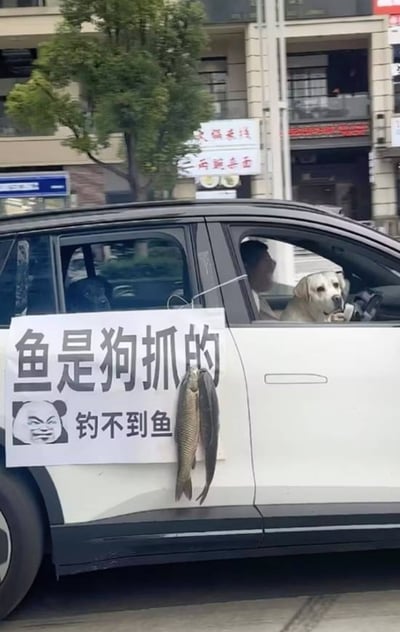 这是一张街头实拍的趣味照片，画面中一辆白黑拼色的SUV停在路边，车身左侧贴着一张白底的告示，上面用黑色粗字写着“鱼是狗抓的”，左下角配有表情戏谑的熊猫头表情包，旁边写着小字“钓不到鱼”，告示的右侧还挂着两条完整的鲜鱼；巧合的是该车驾驶位车窗处刚好有一只米白色的拉布拉多犬探出头看向车外，驾驶座上还有一名男子，后座也隐约能看到另一只深色的狗，整体场景充满反差幽默感，显然是钓鱼没收获的车主故意玩梗，把鱼的来历甩锅给自家的狗，笑点十足。
