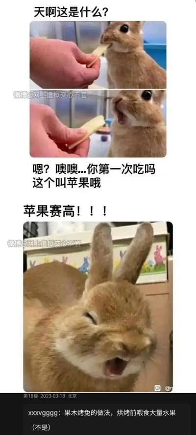 这是一组由三张照片组成的连环萌宠梗图，通过兔子的表情变化配合拟人化文字，模拟小兔子第一次品尝苹果的心理变化：先是咬了苹果条后露出疑惑的神态，配文“天啊这是什么？”；随后以喂食者的语气解释“嗯？噢噢...你第一次吃吗 这个叫苹果哦”；最后小兔子呈现出陶醉满足的表情，配文“苹果赛高！！！”，将小兔子对苹果的喜爱表现得十分生动。底部的网友评论“果木烤兔的做法，烘烤前喂食大量水果（不是）”则玩了反差梗，用调侃烤兔的内容打破前面的可爱氛围，进一步增强搞笑效果。
